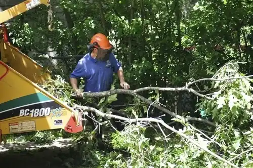 tree services Chillum